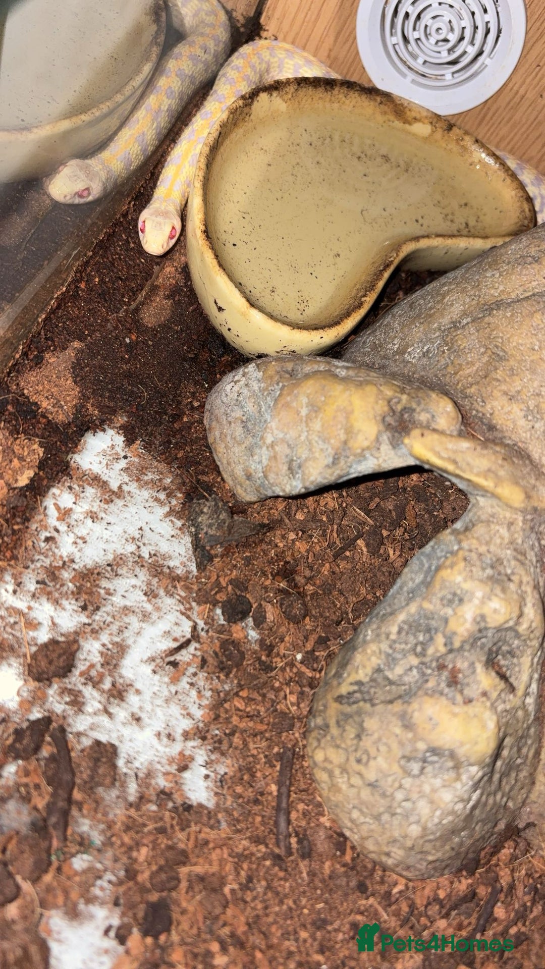 Garter Snake reptiles for sale: Male albino garter snake plus Viv+heat mat  - Advert 4