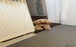 Cockapoo dogs for stud: Cockapoo for Stud - Image 2