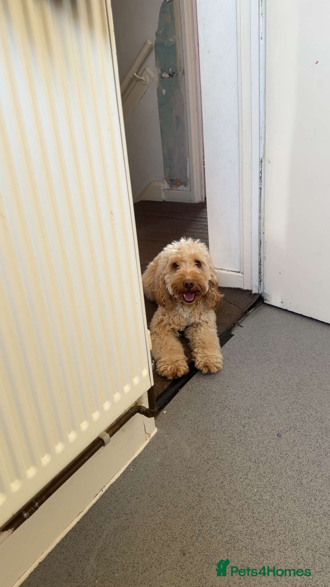 Cockapoo dogs for stud: Cockapoo for Stud - Image 2