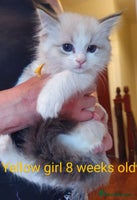 Ragdoll cats Ragdoll kittens GCCF registered from £995 - Advert 1