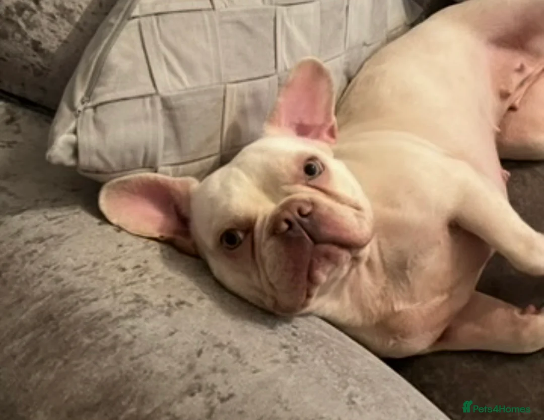 French Bulldog dogs for sale: Beautiful frenchie 💕🐾 - Advert 5