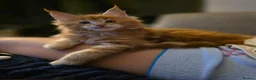 Maine Coon cats for sale: Five Beautiful Maine Coon Kittens - Advert 28