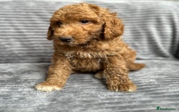 Goldendoodle dogs for sale: STUNNING GOLDEN DOODLES READY NOW - Image 11