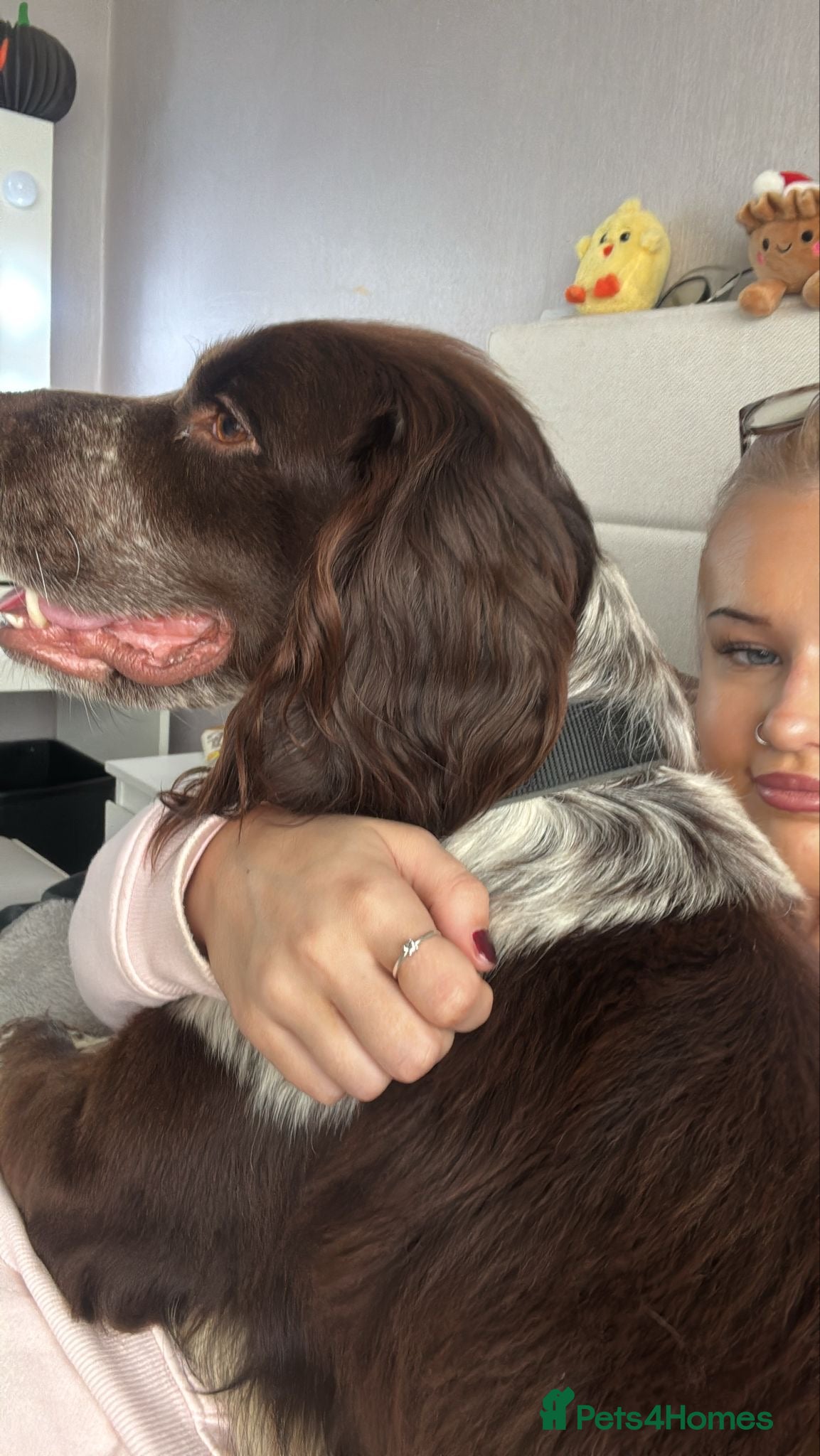 Cocker Spaniel dogs Cocker Spaniel Male - Advert 1