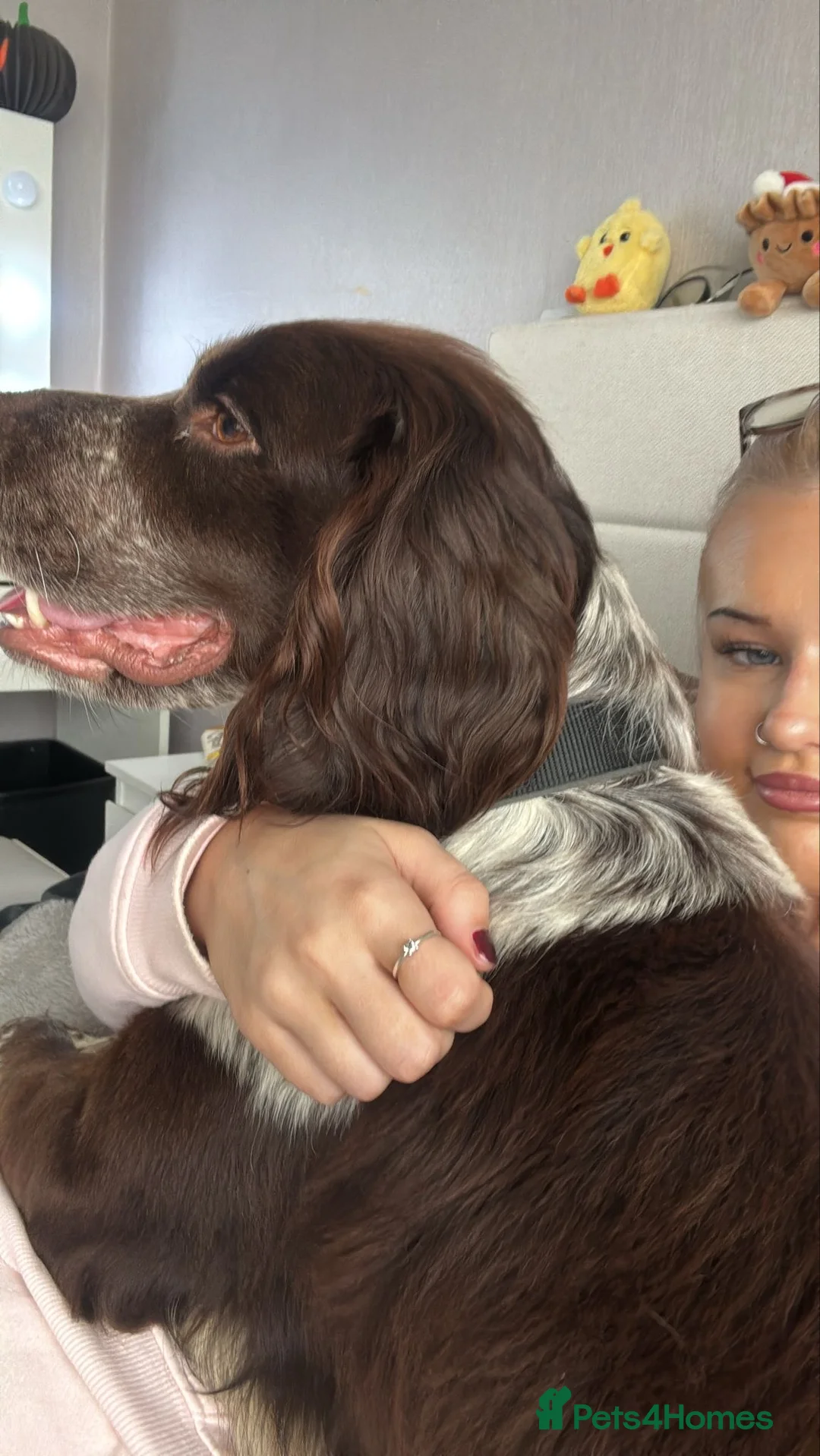 Cocker Spaniel dogs for sale: Cocker Spaniel Male in Ramsgate - Advert 1