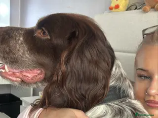 Cocker Spaniel dogs Cocker Spaniel Male - Advert 1