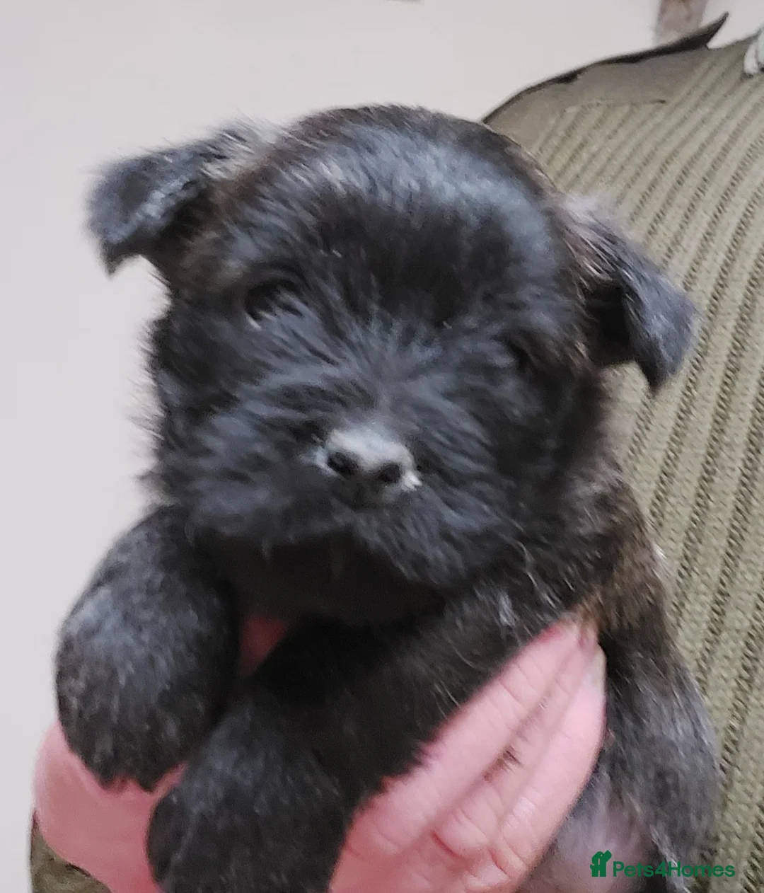 Cairn Terrier dogs for sale: Cairn Terrier Pups  - Advert 8