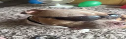 Mixed Breed dogs for sale: Pocket Bully (not a XL Bully)  - Advert 38