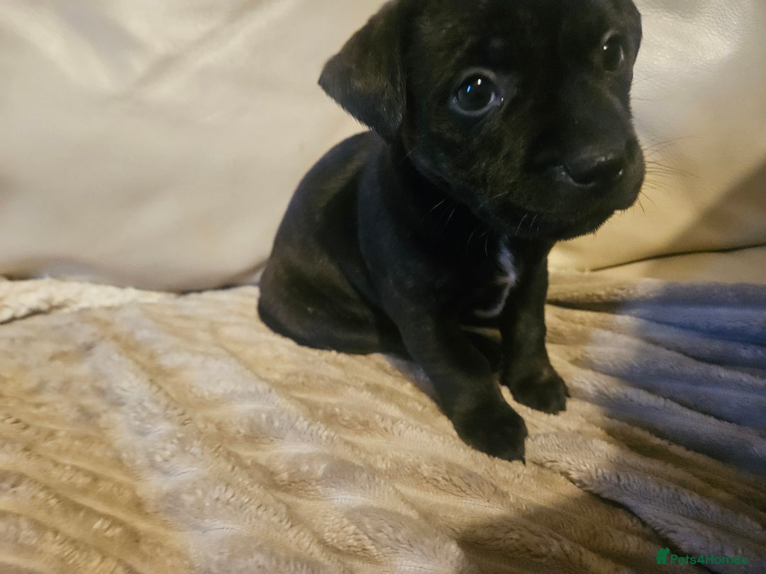 Mixed Breed dogs for sale: Staffy cross jacksui - Advert 34