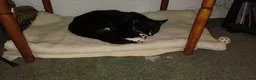 Mixed Breed cats for sale: Bangel - Advert 1