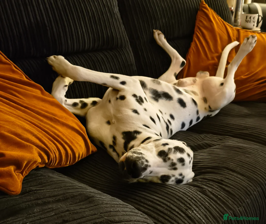 Dalmatian dogs for sale: Doodles in Didcot - Advert 2