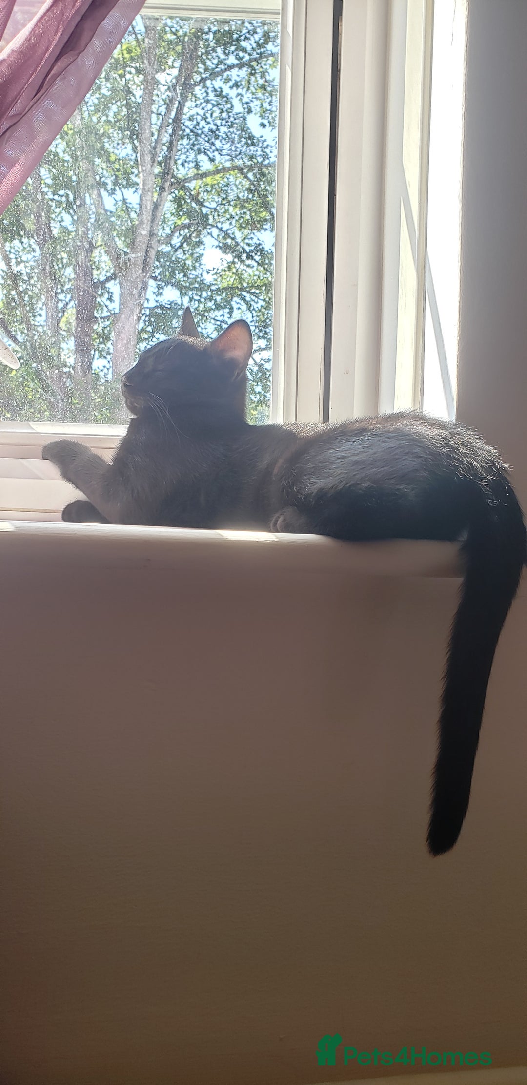 Domestic Shorthair cats for sale:  Bob, The Kitten - Image 3