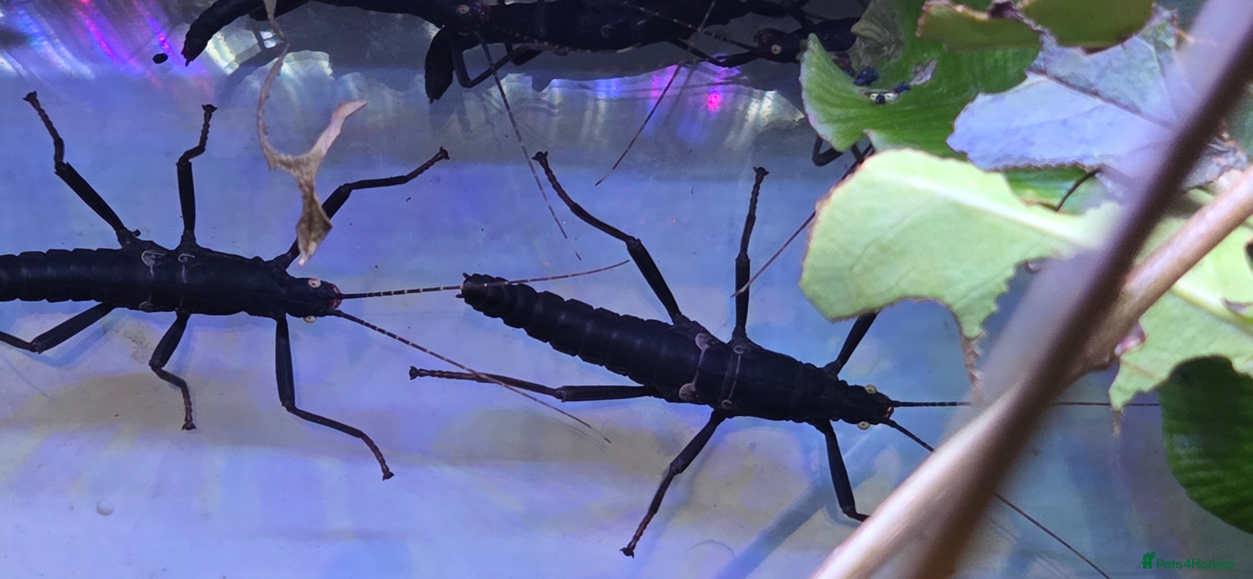 Stick Insects invertebrates Black Beauty stick insects, peruphasma shulteii  - Advert 5