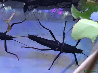 Stick Insects invertebrates Black Beauty stick insects, peruphasma shulteii - Advert 5