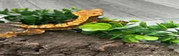Gecko reptiles for sale: Crested Gecko Male Dalmatian 3 years old  - Advert 4