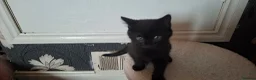 Mixed Breed cats for sale: Kitten for sale in Glenrothes - Advert 4