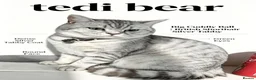 British Shorthair cats for stud: Chunky For STUD silver British Short Hair  - Advert 2
