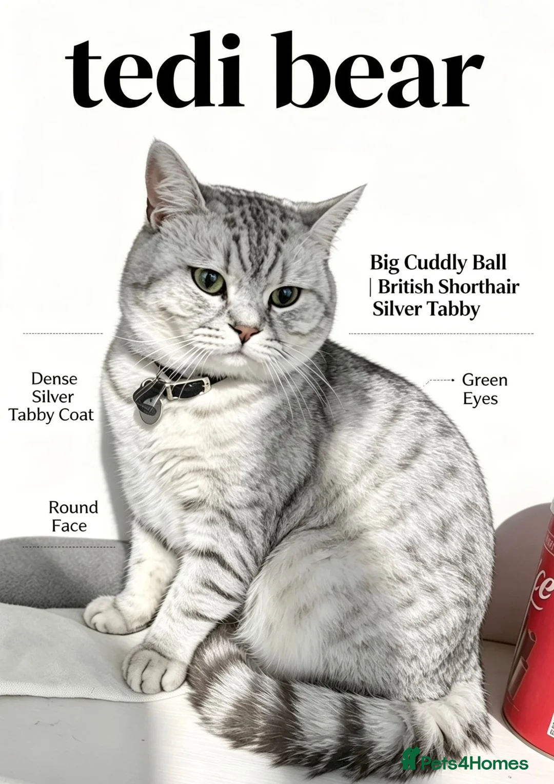 British Shorthair cats for stud: Chunky For STUD silver British Short Hair  - Advert 2