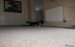 Domestic Shorthair cats for sale: 4 beautiful kittens - Image 9