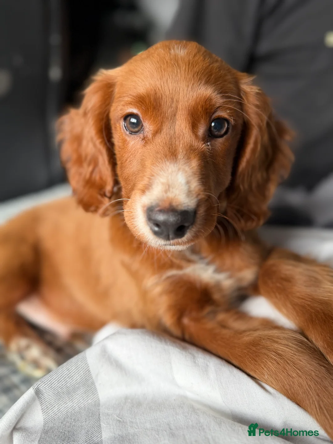 Sprocker dogs for sale: Beautiful show sprockers  - Advert 2