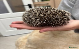 Pygmy Hedgehog rodents for sale: 2x female and 1x male hedgehogs  - Image 5
