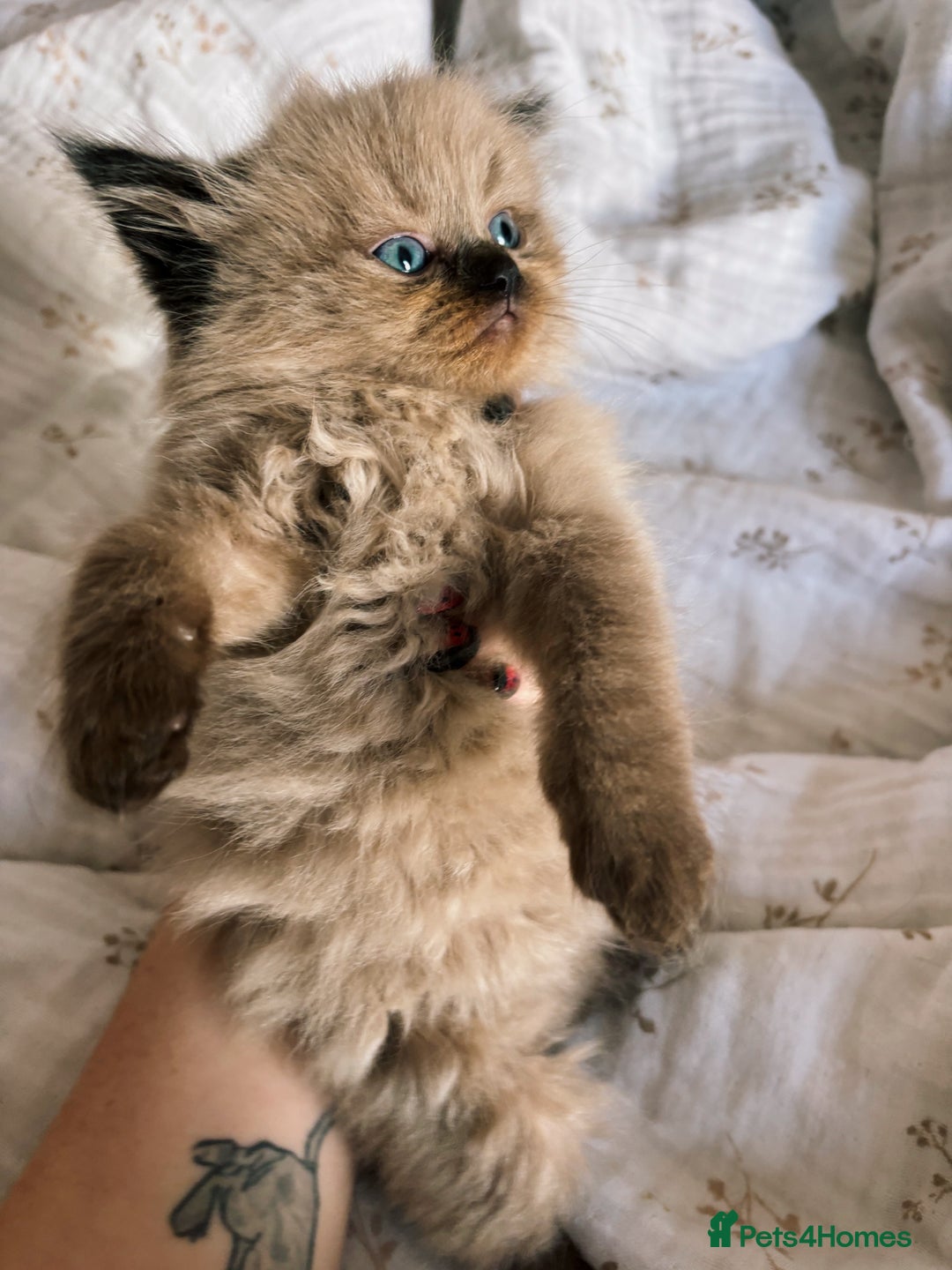 Perdoll cats for sale: Luxury Perdoll Kitten READY NOW  - Advert 8