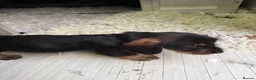 Dachshund dogs for sale: Wired Hair Dachshund Teckle Puppies - Advert 21