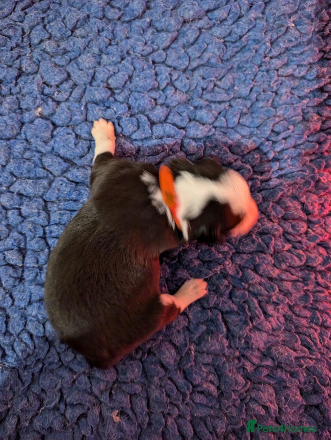 Border Collie dogs for sale: Traditional border collie puppies - Image 3