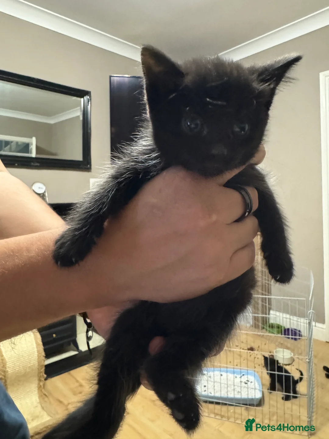 Mixed Breed cats for sale: Gorgeous black kittens  - Advert 10