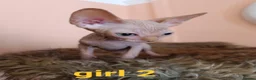Sphynx cats for sale: Beautiful Sphynx kittens for sale in Leeds - Advert 6
