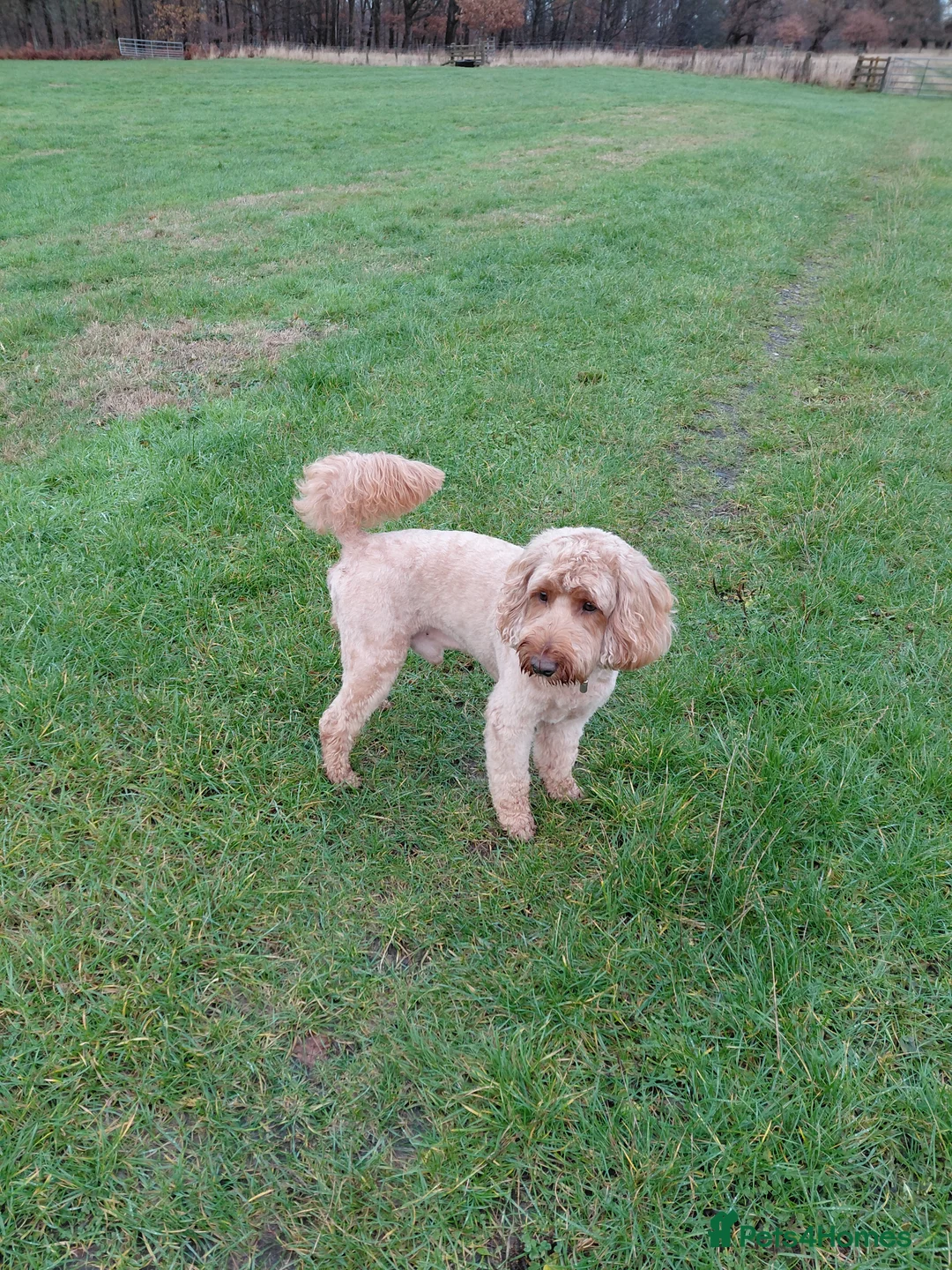 Cockapoo dogs for stud: Proven Cockapoo available for stud in Dalkeith - Advert 7