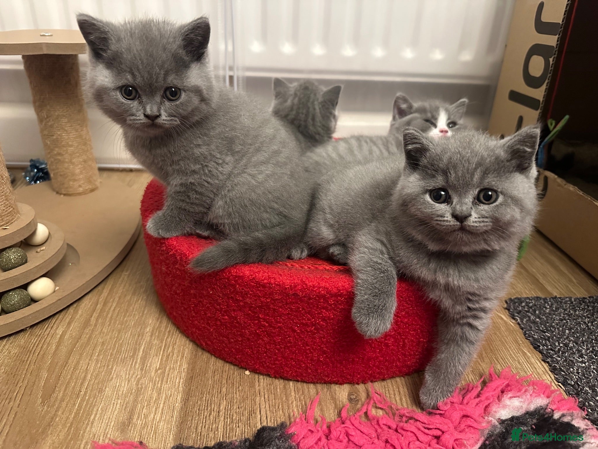 British Shorthair cats Stunning Blue British Shorthair Kittens  - Advert 1