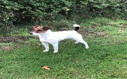 Parson Russell dogs for sale: Parson Russell’s x 2 boys  - Image 2