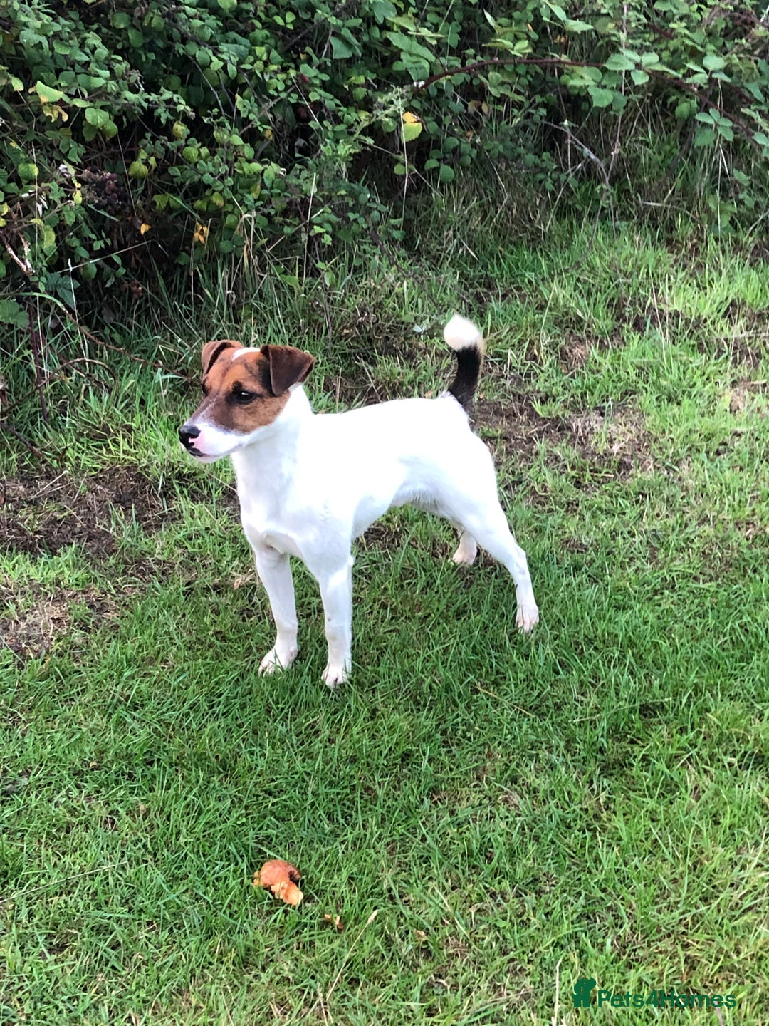 Parson Russell dogs for sale: Parson Russell’s x 2 boys  - Image 2