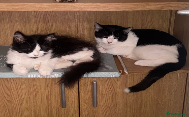 Mixed Breed cats - Advert 10
