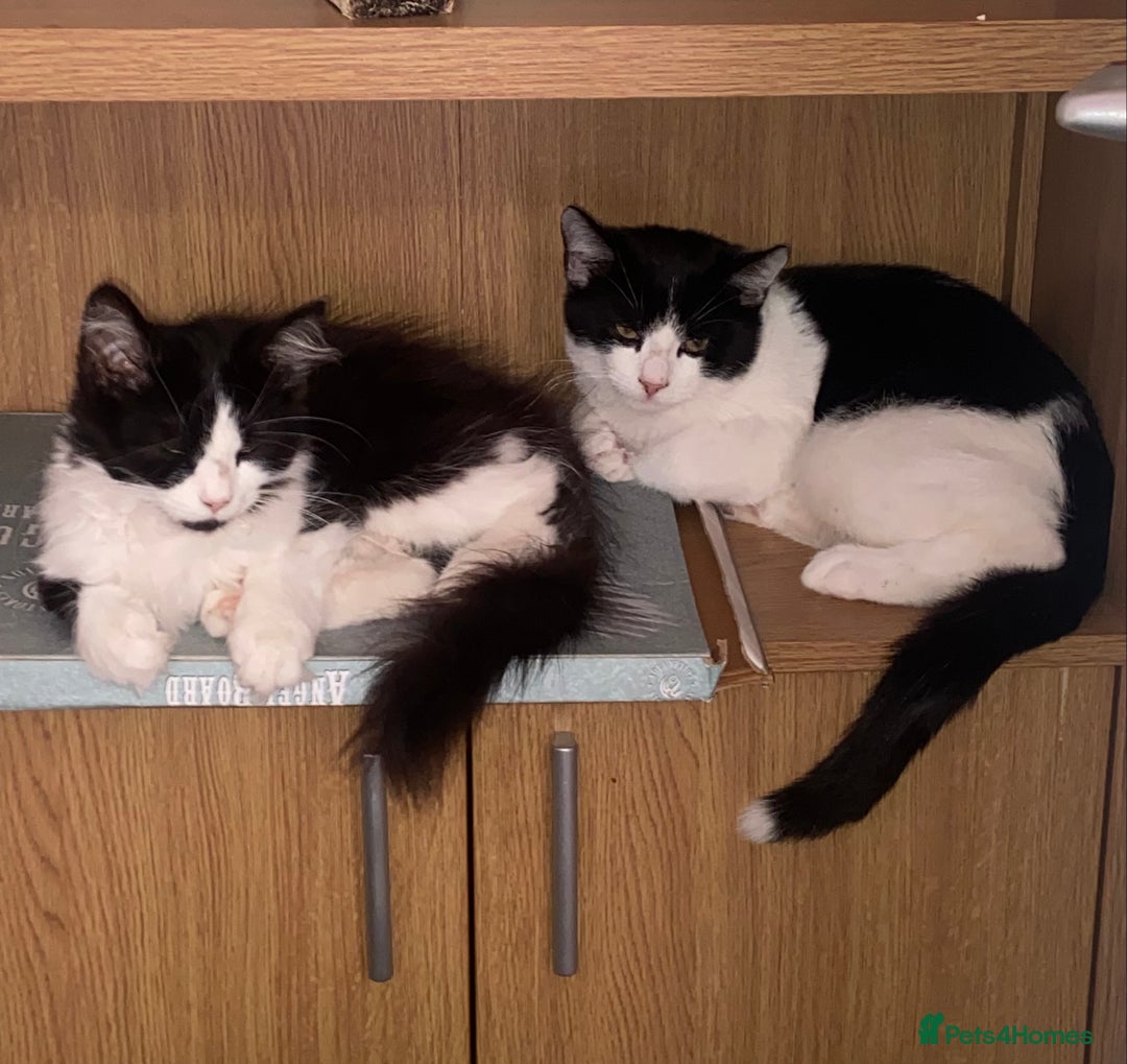 Mixed Breed cats for sale: Brother and sister  - Image 1