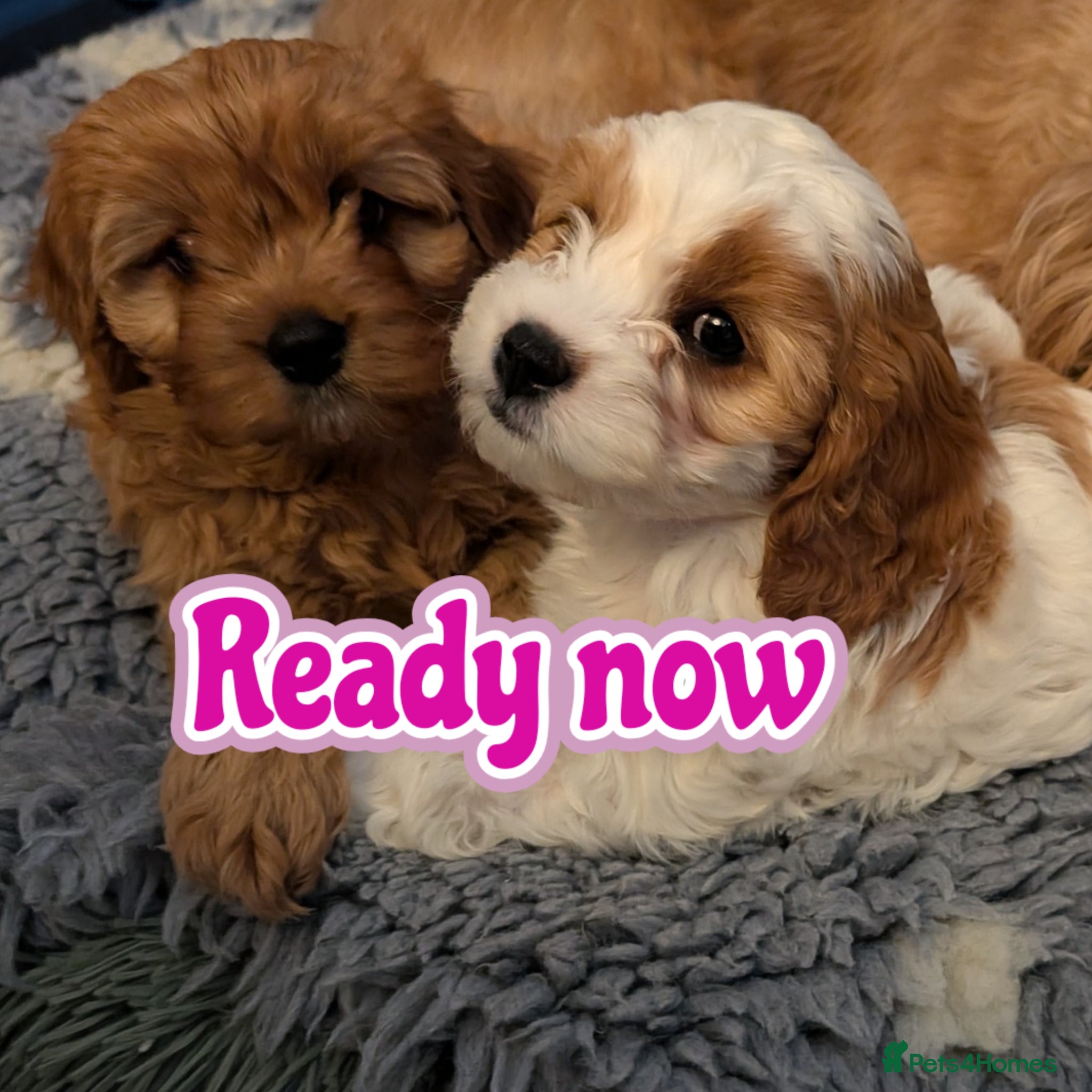 Cavapoo dogs F2 Cavapoo Puppies  - Advert 1