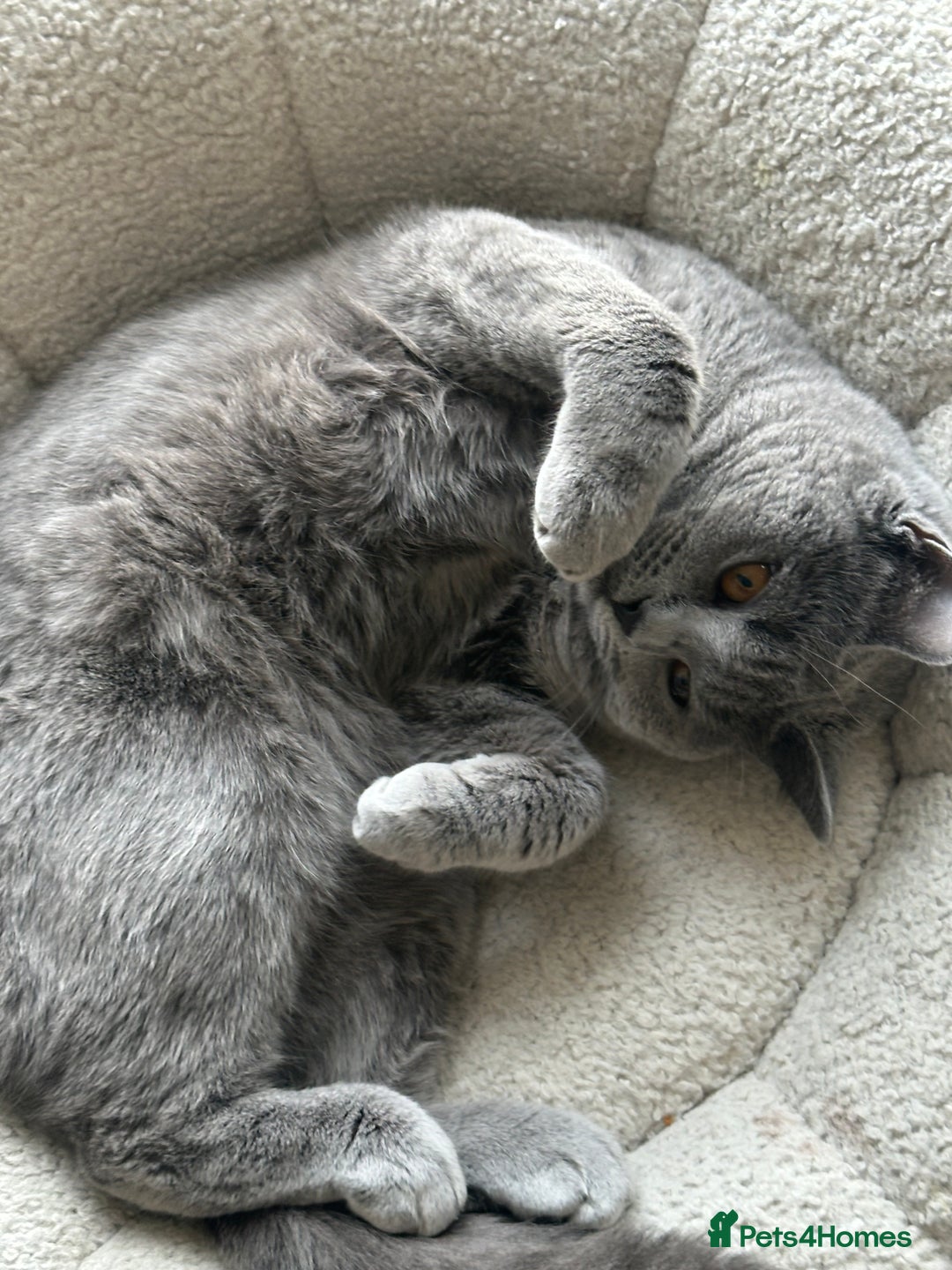 British Shorthair cats for sale: British Short Hair  - Image 4