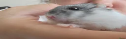 Hamster rodents for sale: Rosie the Dwarf russian hamster  in Gosport - Advert 2