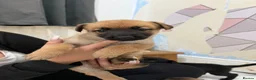 Mixed Breed dogs for sale: Belgian shepherd puppies  in Hartlepool - Advert 2
