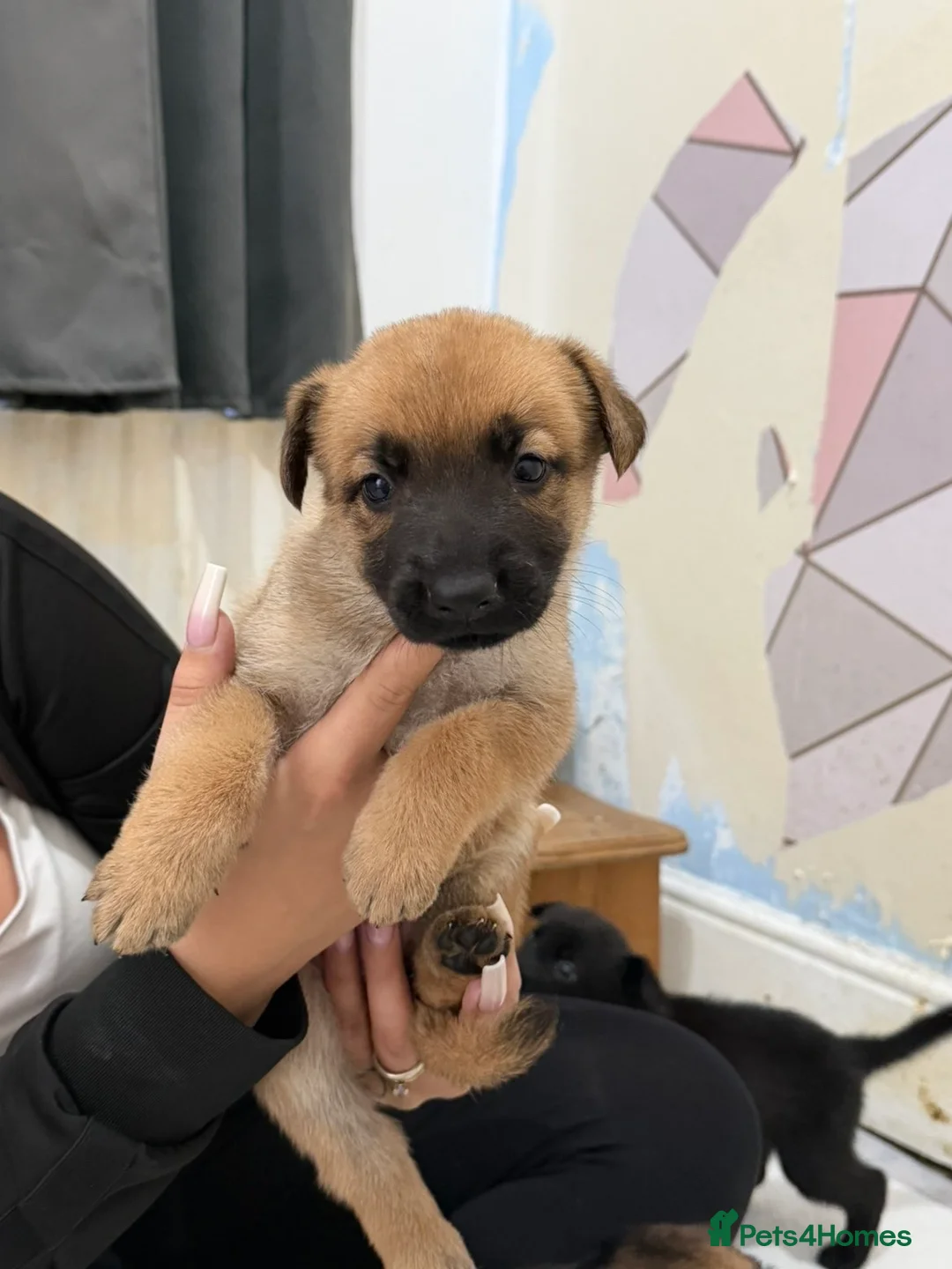 Mixed Breed dogs for sale: Belgian shepherd puppies  in Hartlepool - Advert 2