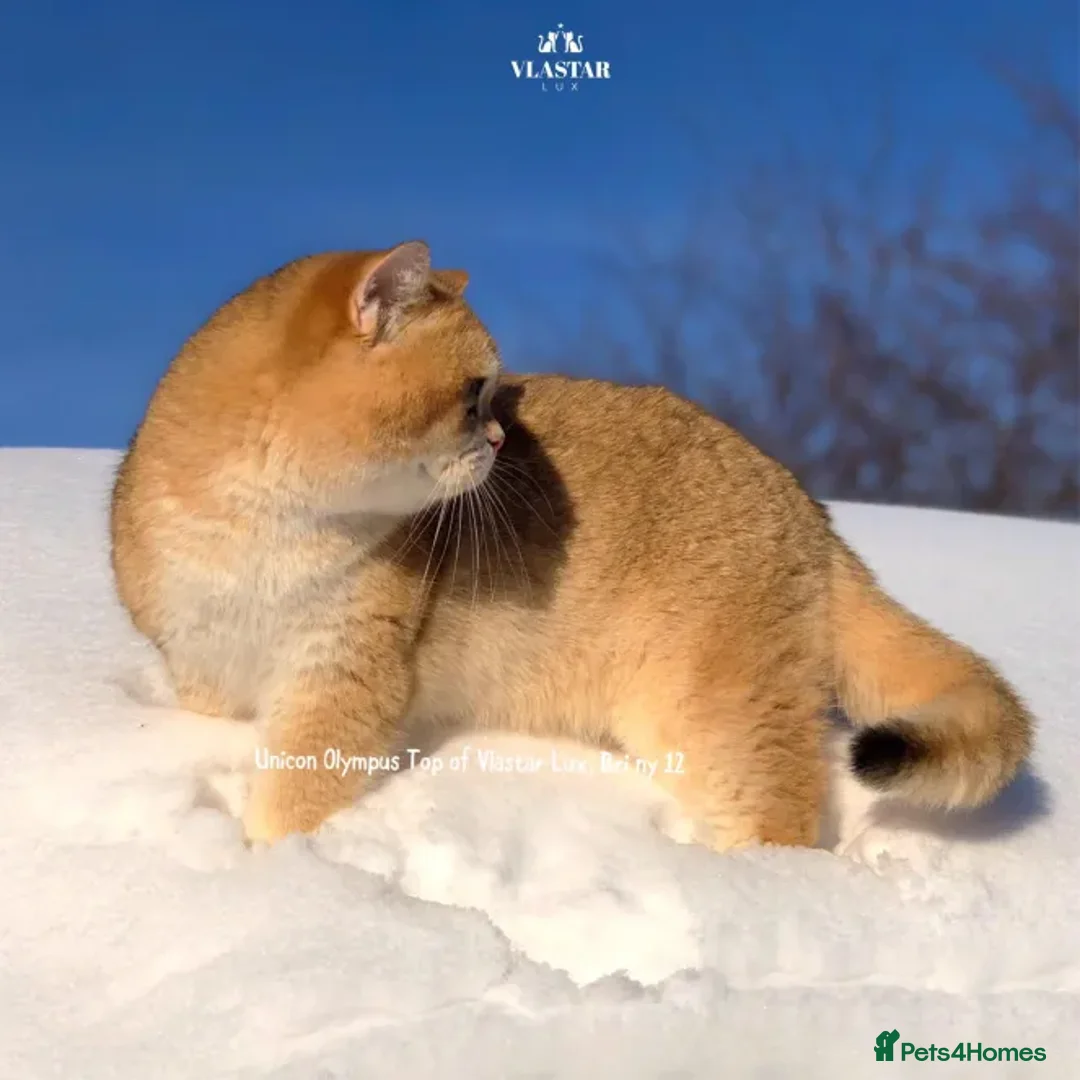 British Shorthair cats for sale: Vlastar Lux Quatty - BSH Black Golden Chinchilla - Advert 8