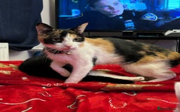 British Shorthair cats for sale: Kittens £65 each - Image 1