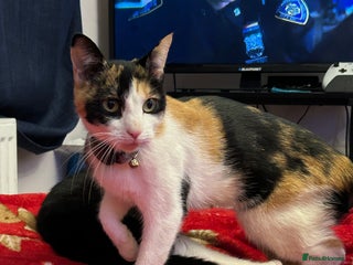 British Shorthair cats - Advert 12