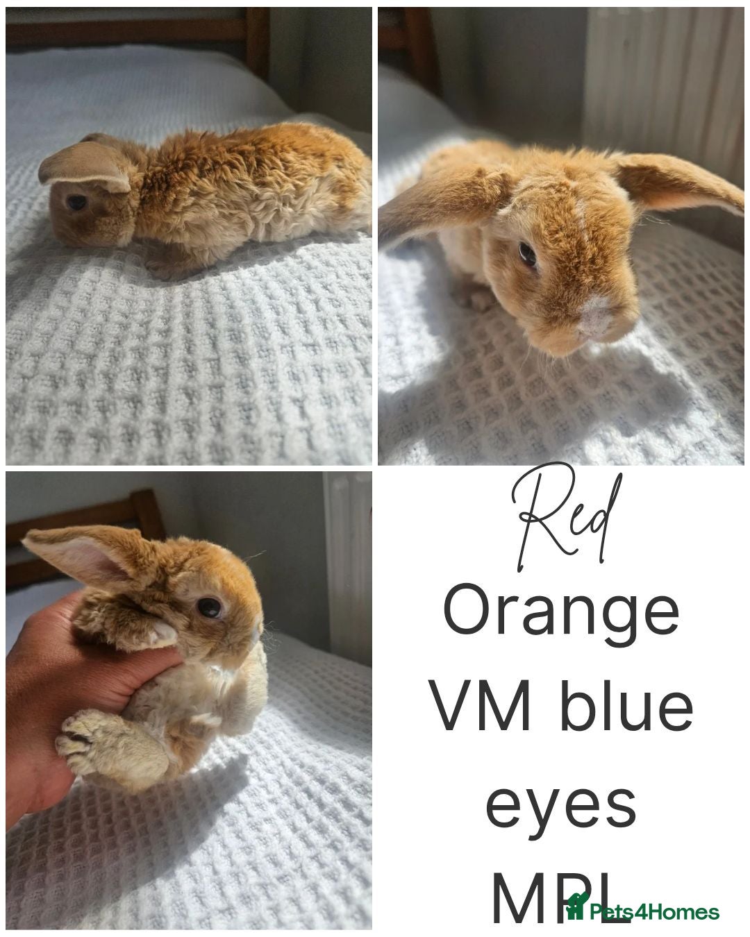 Mini Lop rabbits Mini Plush Lops - Rainbow Litter Suffolk - Advert 1