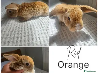 Mini Lop rabbits for sale: Mini Plush Lops - Rainbow Litter Suffolk - Advert 4