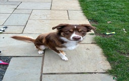 Borador dogs for sale: Labrador collie for sale  - Image 3