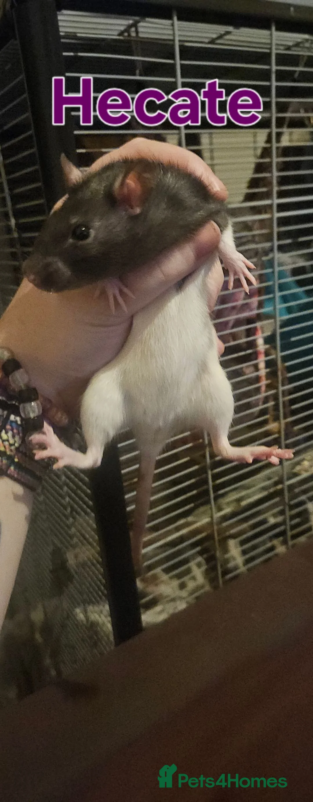 Rat rodents for sale: Rats Free to Good Homes! - Advert 2