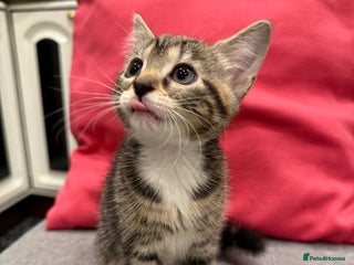 Mixed Breed cats Playful kittens 🐱 🩷 - Advert 4