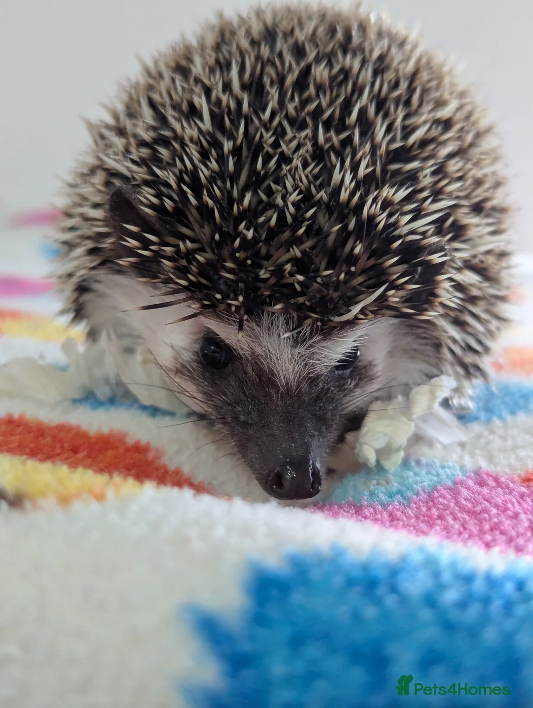 Pygmy Hedgehog rodents for sale: Beautiful Female Hoglet /Ready Now/Reduced!! - Advert 12